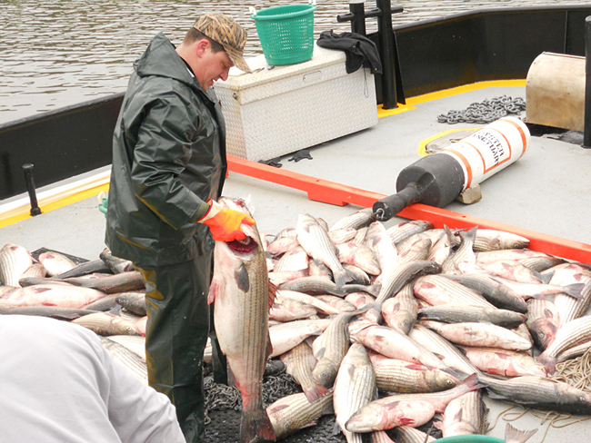 Illegal gill nets; rockfish; Chesapeake Bay