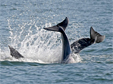 Dolphins in the Chesapeake Bay